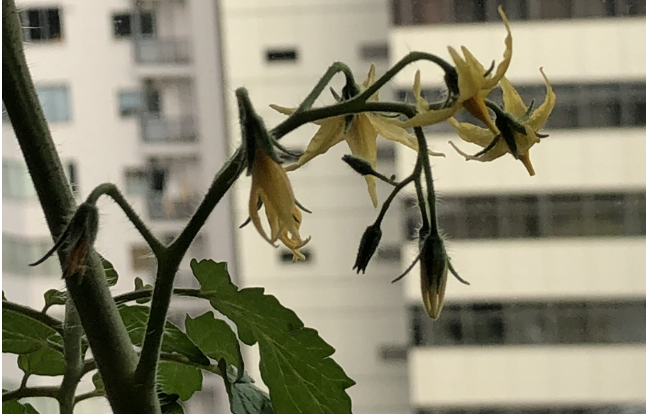 ミニトマト
