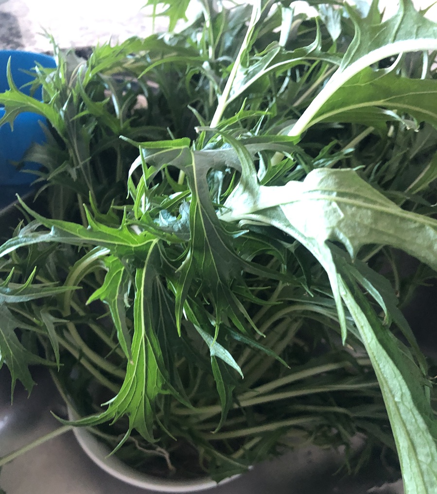水菜が草に