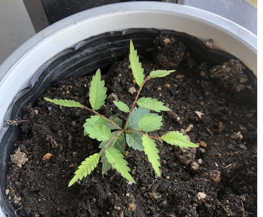 植え替え