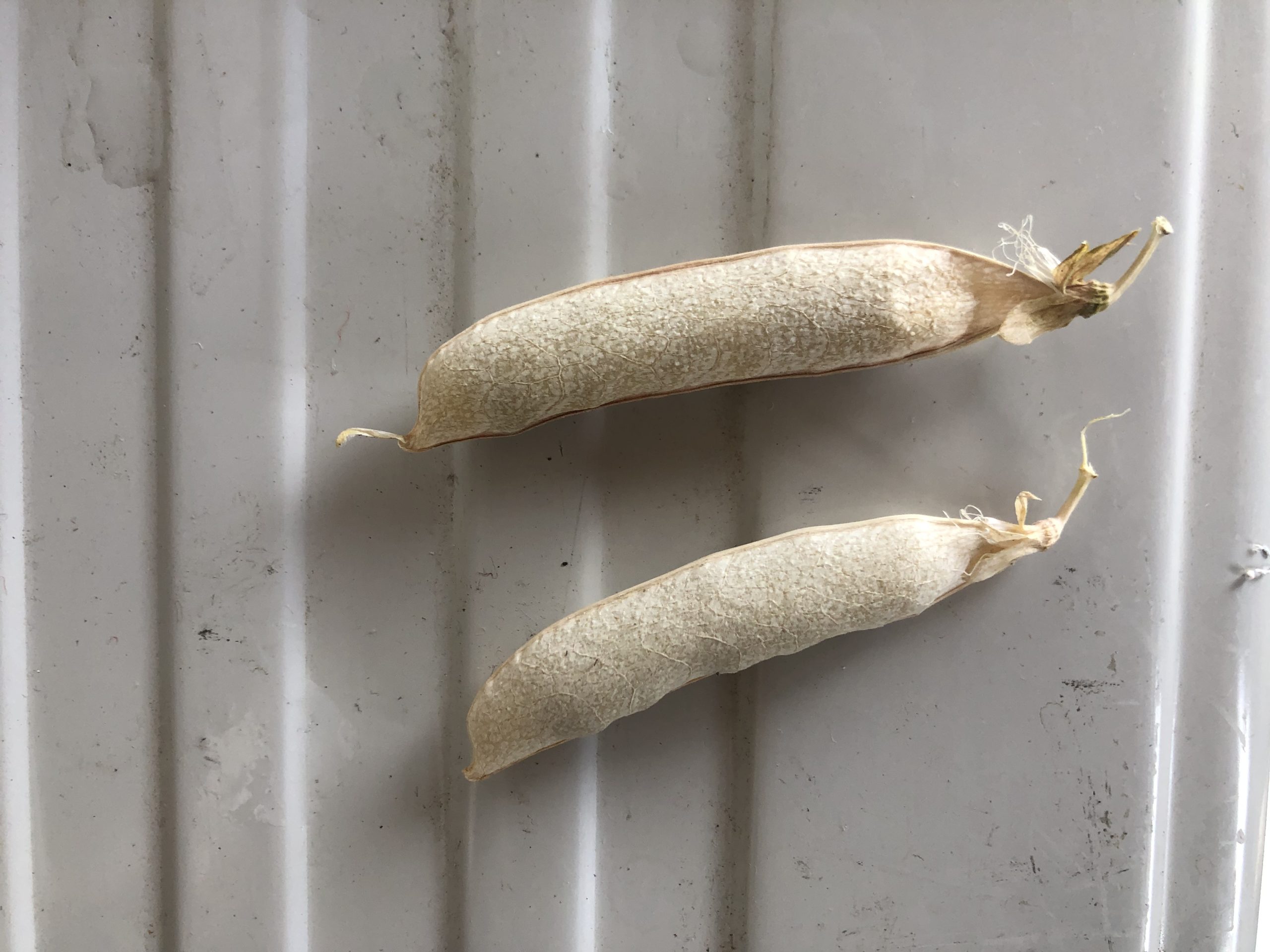 エンドウ豆の種