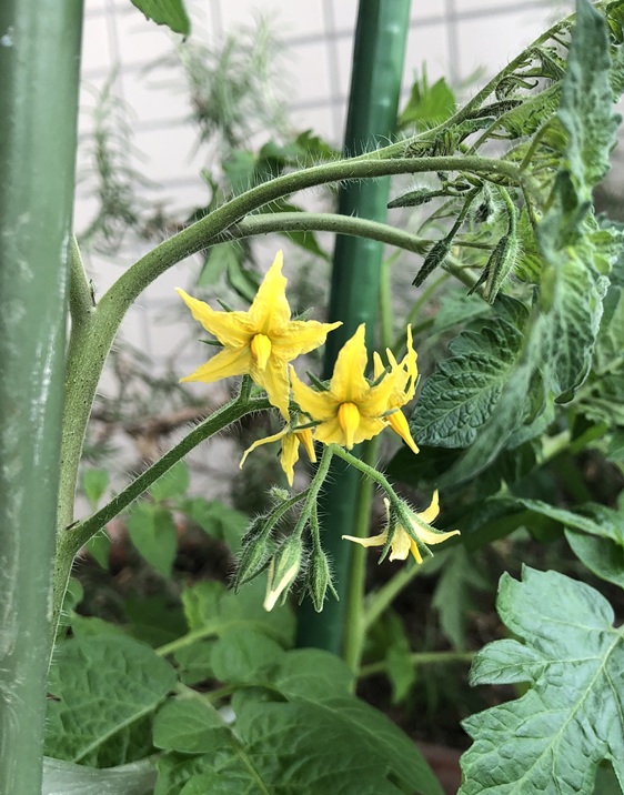 今年も花が..