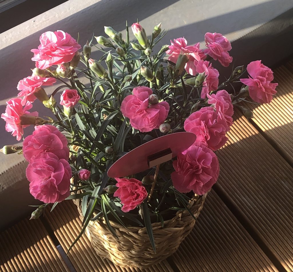鉢植えカーネーション